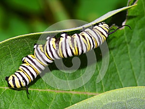 Monarch Caterpillar in Illinois