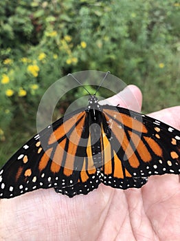 Monarch caterpillar landed on hand
