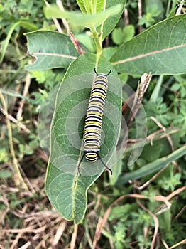 Monarch caterpillar landed on milkweed