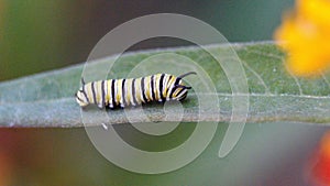 Monarch caterpillar on a milkweed plant