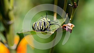 Monarch caterpillar on milkweed