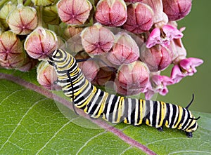 Monarch caterpillar on milkweed photo