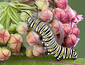 Monarch caterpillar on milkweed b