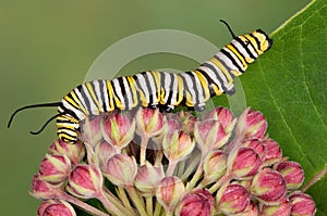 Monarch caterpillar on milkweed buds