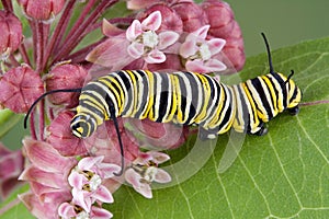 Monarch caterpillar on milkweed c photo