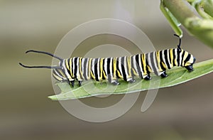 Monarch Caterpillar on Milkweed Leaf