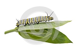 Monarch Caterpillar on milkweed leaf isolated on white photo