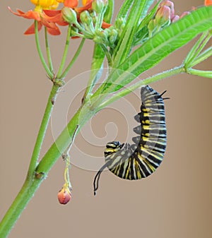 Monarch caterpillar preparing for change