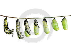 Monarch caterpillar in various stages isolated on white photo