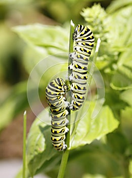 Monarch Caterpillars photo