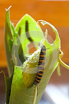 Monarch caterpillars Eating Milkweed Leaves