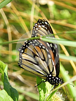 Monarch butterfly feeds in late summer before migration photo