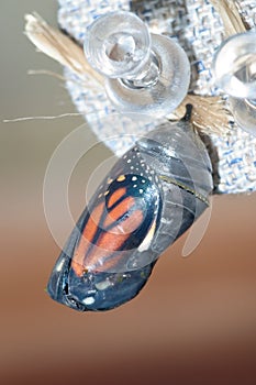 Monarch Chrysalis