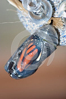 Monarch Chrysalis
