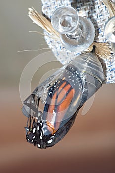 Crisálida de mariposa 