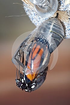 Monarch Chrysalis photo