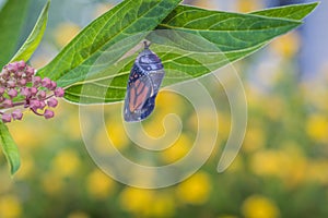 Monarch Chrysalis on Milkweed stem yellow flowers in background