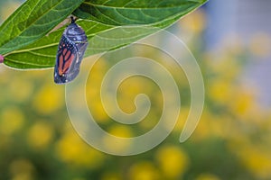 Monarch Chrysalis on Milkweed stem yellow flowers in background