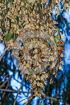 Monarch Cluster