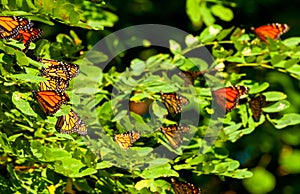 Monarch cluster