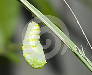 Monarch cocoon photo