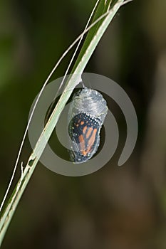 Monarch cocoon photo