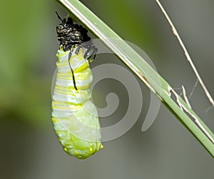 Monarch cocoon
