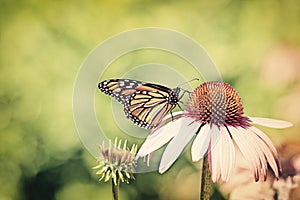 Monarch on cone flower - Retro