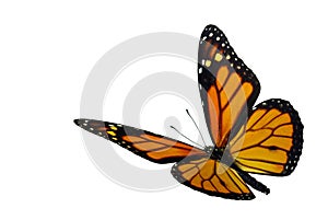 Monarch (Danaus plexippus)