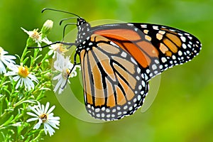 Monarch - Danaus plexippus