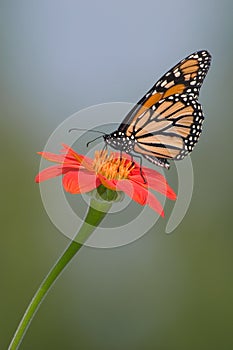 Monarch, Danaus plexippus photo