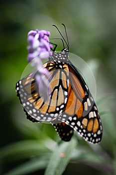 Monarch Danaus Plexippus