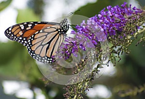 Monarch Danaus plexippus Butterfly photo