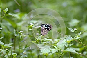 Monarch, Danaus plexippus, butterfly in nature habitat.