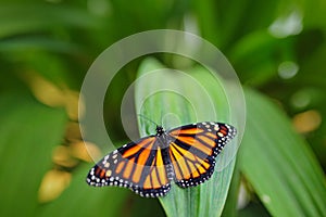Monarch, Danaus plexippus, butterfly in nature habitat. Nice insect from Mexico. Butterfly in the green forest. Butterfly sitting
