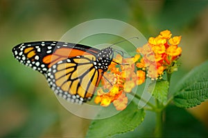 Monarch, Danaus plexippus, butterfly in nature habitat. Nice insect from Mexico. Butterfly in the green forest. Detail close-up po photo