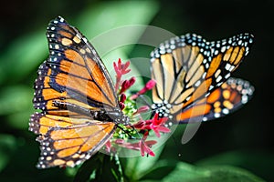 Monarch Danaus Plexippus