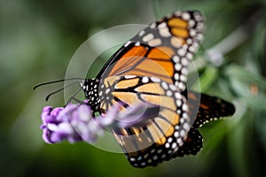 Monarch Danaus Plexippus