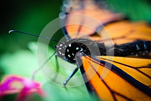 Monarch Danaus Plexippus photo