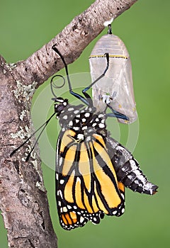 Monarch emerging