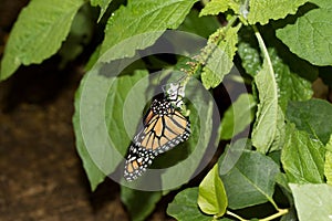 Monarch falter drinking nectar out of a little white blossom with its proboscis