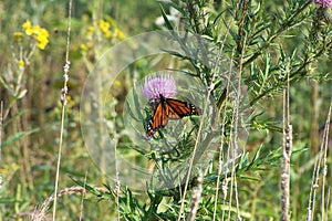 Monarch butterfly, Shenandoah Mountains, Virginia