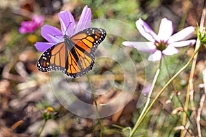 Monarch Feeds on Purple Flower