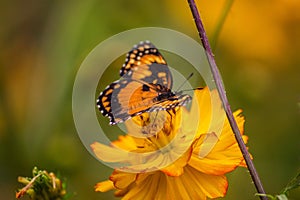 Monarch and the flower