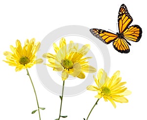 Monarch Flying over Yellow Daisies