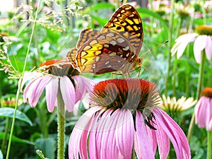 Monarch in the Garden