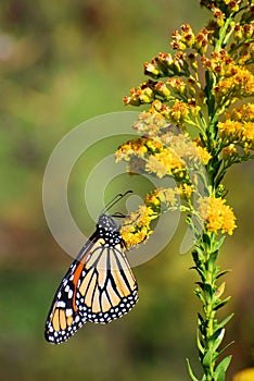 Monarch on Golden Rod Flower