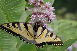 Monarch Landed On Milkweed