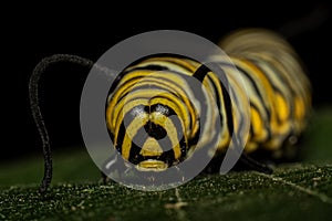 Monarch Larvae