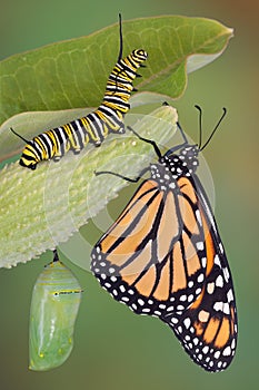 Monarch life stages